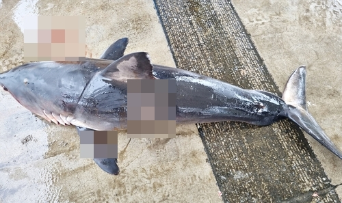 1일 강원도 양양 앞바다에서 발견된 상어 사체 〈사진=속초해경·연합뉴스〉