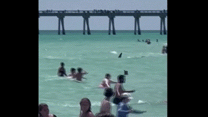 미국 플로리다 해변에 나타난 상어 (출처=크리스 콕스/로이터)