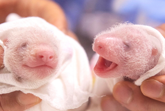 지난 7일 태어난 쌍둥이 아기 판다의 근황이 공개됐다. 〈사진=에버랜드 공식 페이스북 캡처〉