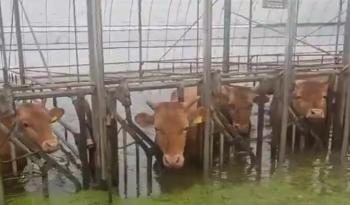 [취재썰] 탈출하려다 죽은 소들, 물에 잠긴 첫 집…수마로 아픈 '오송차도' 인근 마을