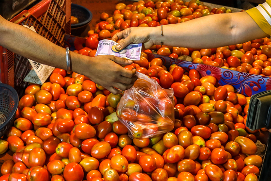 인도에서는 기후 변화로 토마토 공급이 줄어 가격이 크게 올랐다. 〈사진=연합뉴스〉