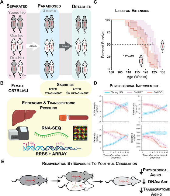 제임스 화이트 교수 연구팀 실험 결과. 논문 'Prolonged heterochronic parabiosis decreases biological age and promotes longevity in old mice'