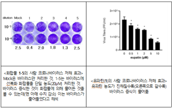 사람 코로나바이러스(HCoV-OC43) 증식 저해 효과. 〈자료=농촌진흥청 제공〉