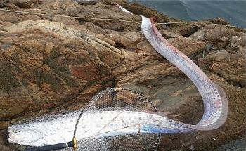 '그냥 갈치 아닙니다' 희귀어종 산갈치, 군산 고군산도서 처음 잡혀 