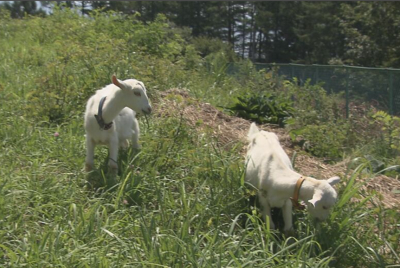 공장 잡초제거에 투입된 염소형제 '니에'와 '메에메'. 하루 종일 서로의 이름을 부르며 먹고 노는 게 일이다. 염소가 부럽긴 처음이다 〈사진=이마이 상공주식회사〉