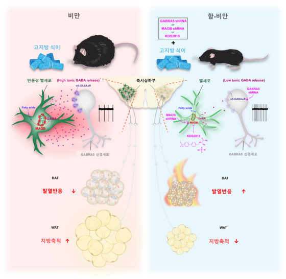 쥐의 뇌 속 측시상하부에서의 지방 대사 조절 모식도 〈제공=기초과학연구원(IBS)〉 