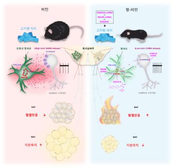 국내 연구진, 식사량 안 줄여도 체중 감소 '뇌 신약' 임상 시험 