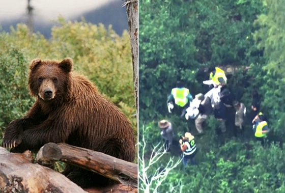 미국 디즈니월드에 흑곰이 나타나 공원 일부가 폐쇄됐다. 왼쪽 사진은 기사와 무관한 자료사진. 오른쪽 사진은 디즈니월드에 나타난 흑곰을 포획하는 장면〈사진=중앙일보 포토 DB, 미국 CBS 캡처〉