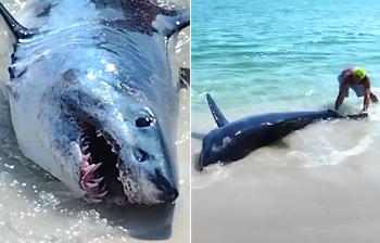 [영상] 미국 플로리다 해변서 좌초된 '거대 상어' 극적 구조