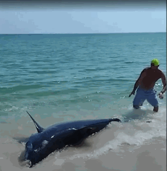 미국 플로리다주 펜서콜라 해변에 좌초된 거대 상어.〈영상=유튜브 채널 'nypost' 캡처〉