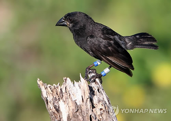 갈라파고스제도에 서식하는 중간크기핀치새(Geospiza-fortis) 자료 사진. 〈사진=연합뉴스〉