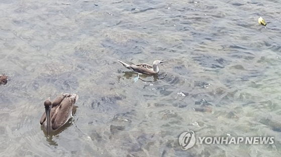 자료 사진. 에콰도르 갈라파고스제도의 산타크루스 섬의 부둣가에서 푸른발부비새가 펠리컨과 함께 고기를 잡고 있다. 파란색 발이 특징인 푸른발부비새는 갈라파고스에서만 서식하는 희귀종의 조류다. 〈사진=연합뉴스〉