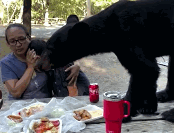 거대한 흑곰이 테이블 위로 올라와 차려진 음식들을 먹고 있다. 〈영상=로이터·Angela Chapa〉
