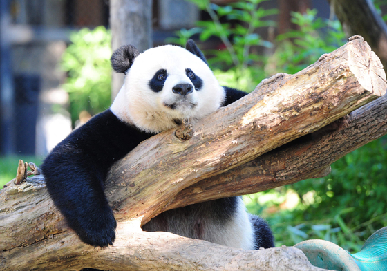 워싱턴 DC 동물원의 판다 〈사진=AFP〉