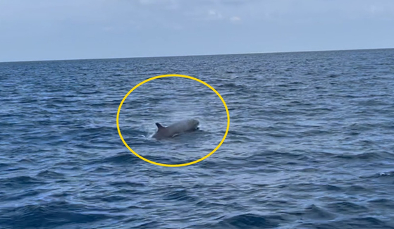 흑범고래(false killer whale, Pseudorca crassidens) 〈사진=다도해해상국립공원사무소 제공〉