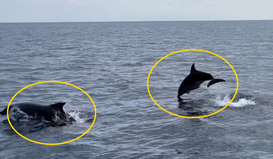 큰돌고래(bottlenose dolphin, Tursiops truncatus). 〈사진=다도해해상국립공원사무소 제공〉