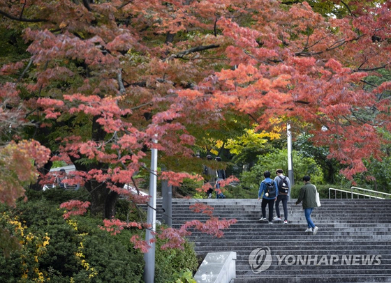 서울대학교에서 학생들이 오색으로 물든 단풍나무를 지나 계단을 오르고 있다. 〈사진=연합뉴스〉