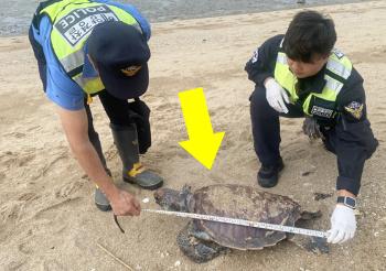 전남 무안서 해양보호생물종 '푸른바다거북' 죽은 채 발견