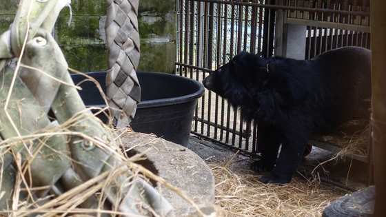 곰보금자리프로젝트와 동물권행동 카라의 보호시설에 첫 발을 딛는 반달가슴곰 '주영이'의 모습. 〈사진=동물권행동 카라〉