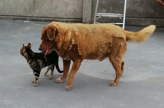 지난 2022년 고양이 친구와 즐거운 시간을 보내는 보비. 〈사진=기네스 세계 기록〉