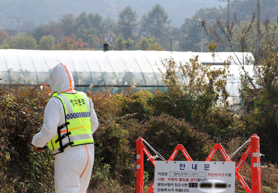 소 바이러스성 질병인 '럼피스킨병' 이 전국으로 확산하고 있다. 방역당국은 백신 접종을 진행하고 있지만 항체가 생기기 전까지 당분간 전국으로 확산할 것으로 우려하고 있다 〈사진=연합뉴스〉