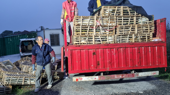 지난 12일 중국 동부 장쑤성에서 도축장으로 끌려가는 고양이 약 1000마리가 구조됐다. 〈사진=더 페이퍼 웹사이트 캡처〉