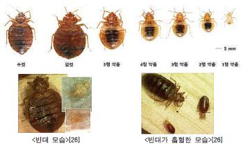 경기 빈대 발생 20건…예비비 10억원 투입해 긴급점검·방제