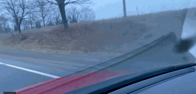 폭스뉴스가 확보한 영상을 보면, 캐나다 오샤와의 운전자가 운전하던 차량의 오른쪽 도로변에 캥거루가 통통 뛰며 달리고 있다. 〈영상=폭스뉴스〉