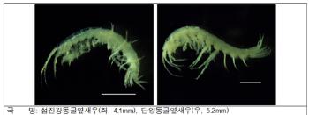 지하수에 살아 '눈' 없는 동굴옆새우, 이렇게 생겼네