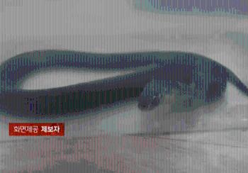 [사반 제보] '아들, 뭘 산거야?'...SNS로 '코브라' 샀다가 물려