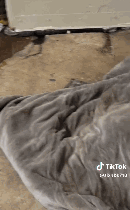 뉴욕 지하철 승강장 내 담요를 덮은 채 누워있는 노숙자. 담요를 들추자 수십 마리의 쥐 떼가 쏟아져 나오는 모습. 〈영상=소셜미디어 틱톡 캡처〉