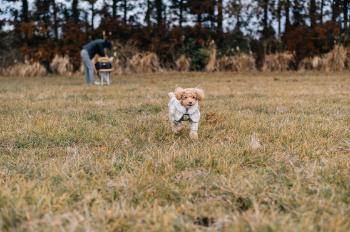 반려동물 양육비 얼마? 개 16만6천원 vs 고양이 11만3천원…동물병원, 미용실 이용 가장 많아