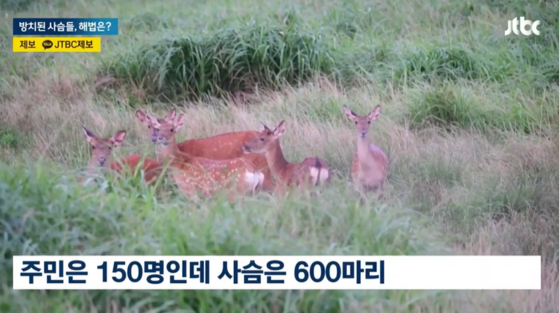 전남 영광군 안마도에 살고 있는 사슴들. 〈사진=JTBC 화면 캡처〉