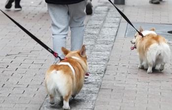 강남구, 설 연휴 반려견 100마리 무료 돌봄 “맡기고 고향 가세요“