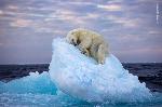 표류하는 빙산 위 낮잠 자는 북극곰…2023 최고의 야생사진 선정