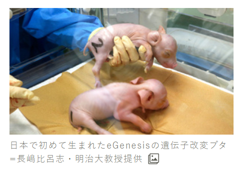 일본에서 '인체 장기이식용' 유전자 조작 돼지가 처음으로 탄생했다. (사진=아사히신문)