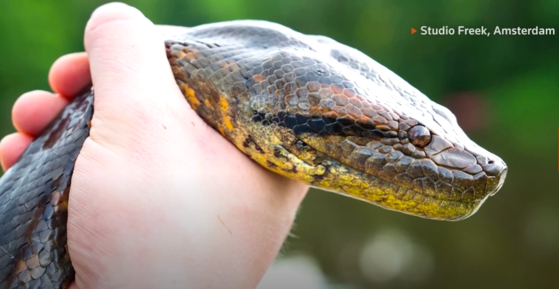 세계에서 가장 큰 뱀인 아나콘다의 새로운 종이 남미 에콰도르 아마존 열대우림 지역에서 발견됐다. 〈사진=로이터통신 홈페이지 캡처〉