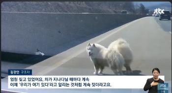 “주인이 데려갔어요“ 벌벌 떨던 사모예드 2마리 '집으로'