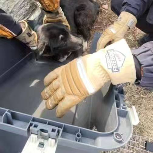 김포 한 공원에서 생식기와 신체가 훼손된 채 발견된 강아지. 〈사진=내사랑바둑이 SNS 캡처〉