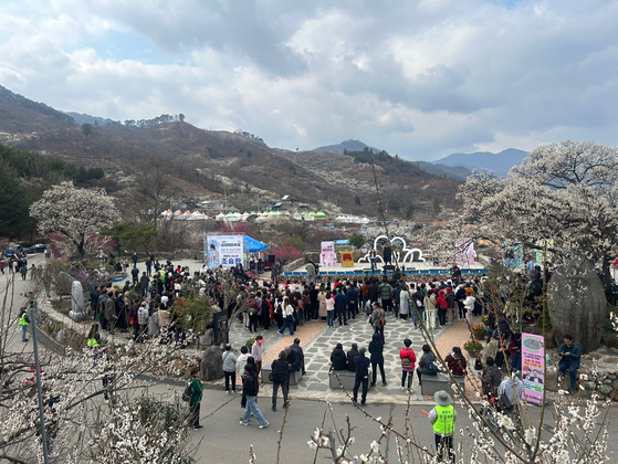 광양매화축제