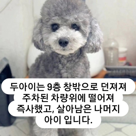 강아지 2마리 죽은 집에서 살아남은 강아지. [인스타그램 캡쳐]