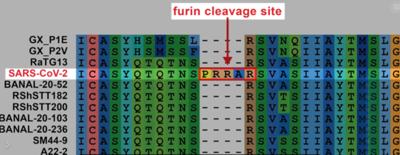 사스 유사 코로나바이러스 중 퓨린분절부위(furin cleavage site)를 가지고 있는 것은 코로나19가 유일하다.