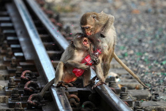 지난해 11월 태국 롭부리에서 원숭이들이 음료수를 차지 하기 위해 서로 싸우고 있다. 〈사진=로이터〉