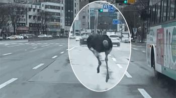 [영상] 도로 위 달리는 '타조'…신고접수 1시간 만에 잡혀