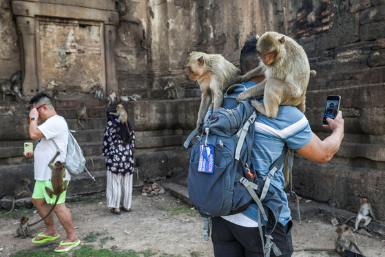 지난해 11월 태국 롭부리 지방에서 열린 원숭이 축제에서 원숭이들이 관광객을 올라타 앉아 있다. 〈사진=로이터〉