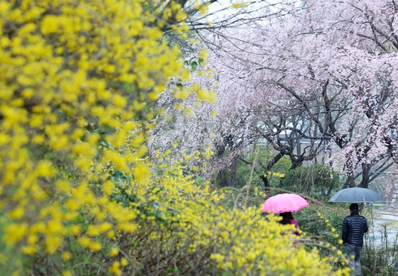 부산 해운대구 한 거리에 활짝 핀 개나리와 벚꽃 사이로 우산을 쓴 시민들이 지나가고 있다. 〈사진=연합뉴스〉