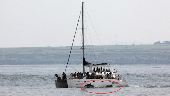돌고래 무리에 접근한 선박. 〈사진=핫핑크돌핀스〉 