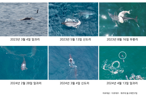지난해 3월부터 오늘(13일)까지 6차례 관찰된 모습. 새끼 사체를 들어올리는 남방큰돌고래. 〈사진=다큐제주· 제주대 돌고래연구팀〉