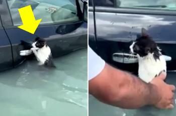 [영상] 폭우 두바이서 침수 차 손잡이 잡고 버티는 고양이 구조