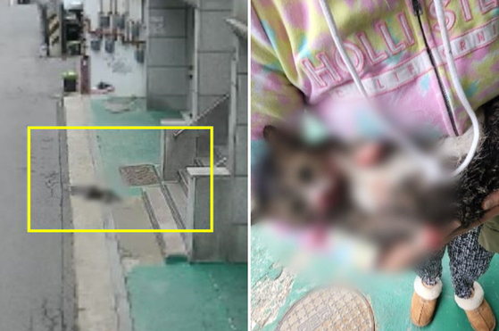 지난달 5일 서울 광진구 한 빌라에서 고양이 학대 사건이 발생했다. 오른쪽은 학대 당한 고양이 '희동이'가 이웃 주민의 학대 직후 보호자 품에 안겨 있는 모습. 〈출처=동물자유연대 제공〉